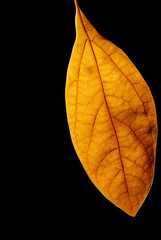 Golden leaf pendulum