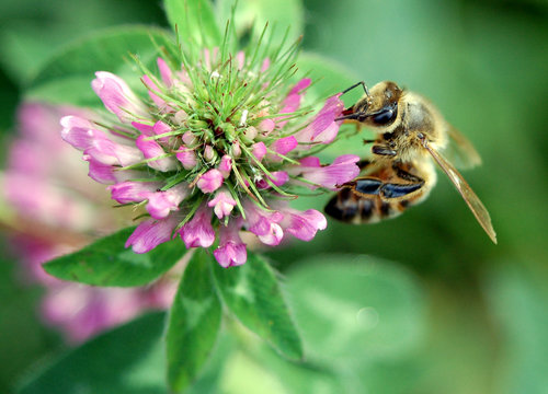 Honey Bee