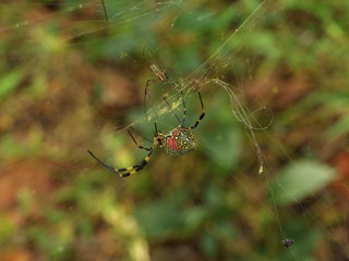 Asian spiders