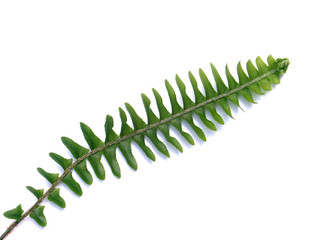 polypode