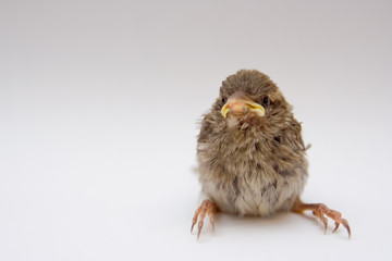 Obraz premium little bird