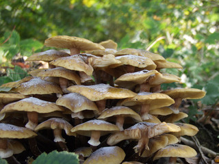 Pilze auf dem Waldboden