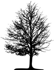 Tree (vector)