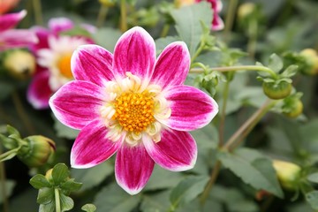 dahlia closeup