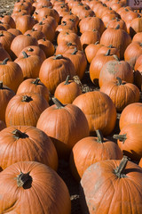 Giant pumpkins 