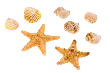 Star-fish and seashells