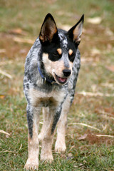 Heeler Pup 17