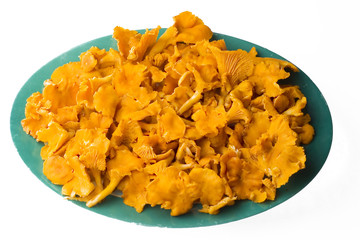Chanterelle mushrooms on plate isolated on white