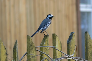 Wagtail