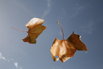 Herbstblätter