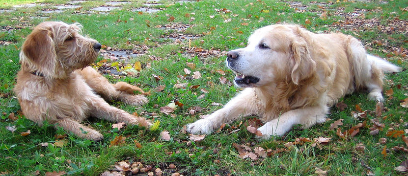 hunde