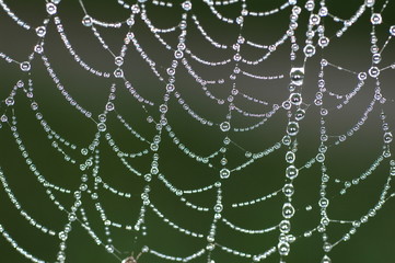 Spiders Web in the Morning Dew
