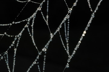 Spiders Web Covered in Morning Dew
