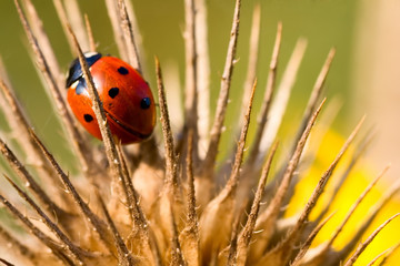 ladybird