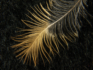 Bird feather