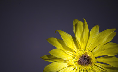 yellow daisy