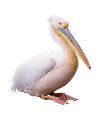 Great white pelican isolated over white background - obrazy, fototapety, plakaty