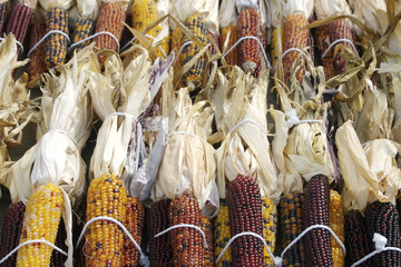 Fototapeta premium Indian corn