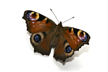 Fototapeta premium Butterfly on White