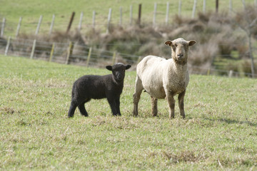 Black Lamb & Ewe in a green paddock