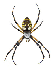 Garden Spider-Isolated