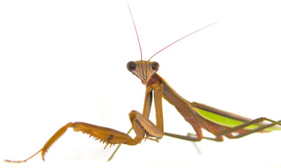 Praying Mantis