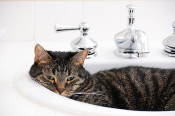 Tabby cat in white bathroom sink with chrome faucet