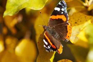 Delicate butterfly