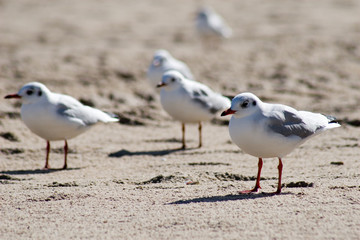 Fototapeta premium Möwenbande