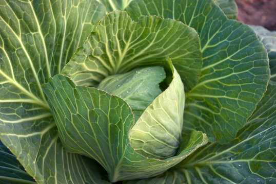 Head of cabbage of the ripe cabbage