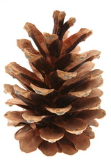 Cone