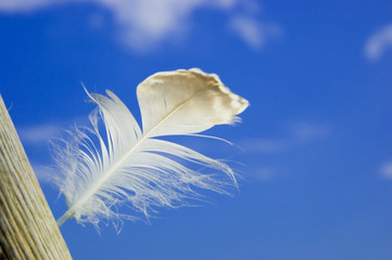 Light feather in the breeze