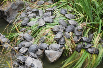 tortues en pagaille