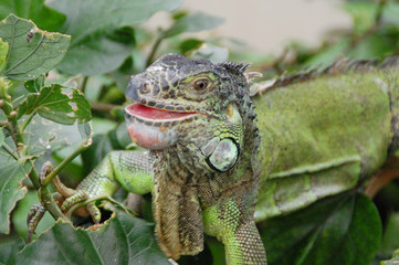 sourire d'iguane