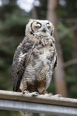 chouette qui se repose