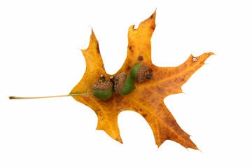 Yellow oak leaf and acorns