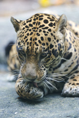 Jaguar