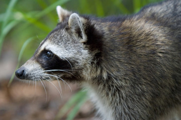 Racoon