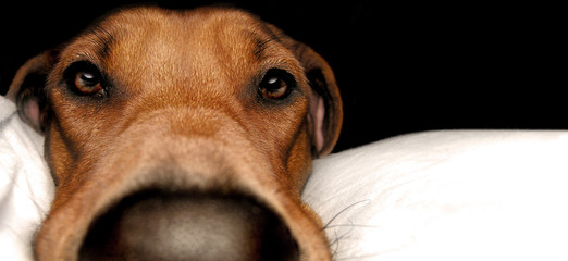 Rhodesian Ridgeback