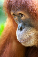 Orangutans © Kitch Bain