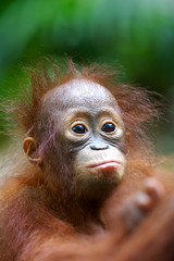 Fototapeta premium Orangutans