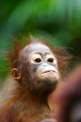 Orangutans © Kitch Bain