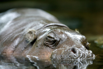 Pygmy Hippo