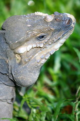 Horned Lizard