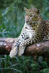 Leopard
