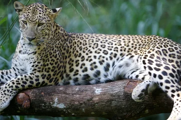Tuinposter Leopard © Kitch Bain
