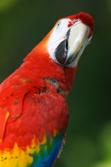 Scarlet Macaw