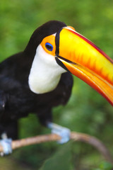 Naklejka premium Toco Toucans