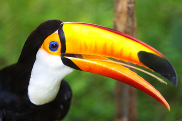 Toco Toucans © Kitch Bain