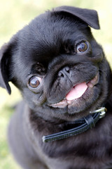 Black Pug